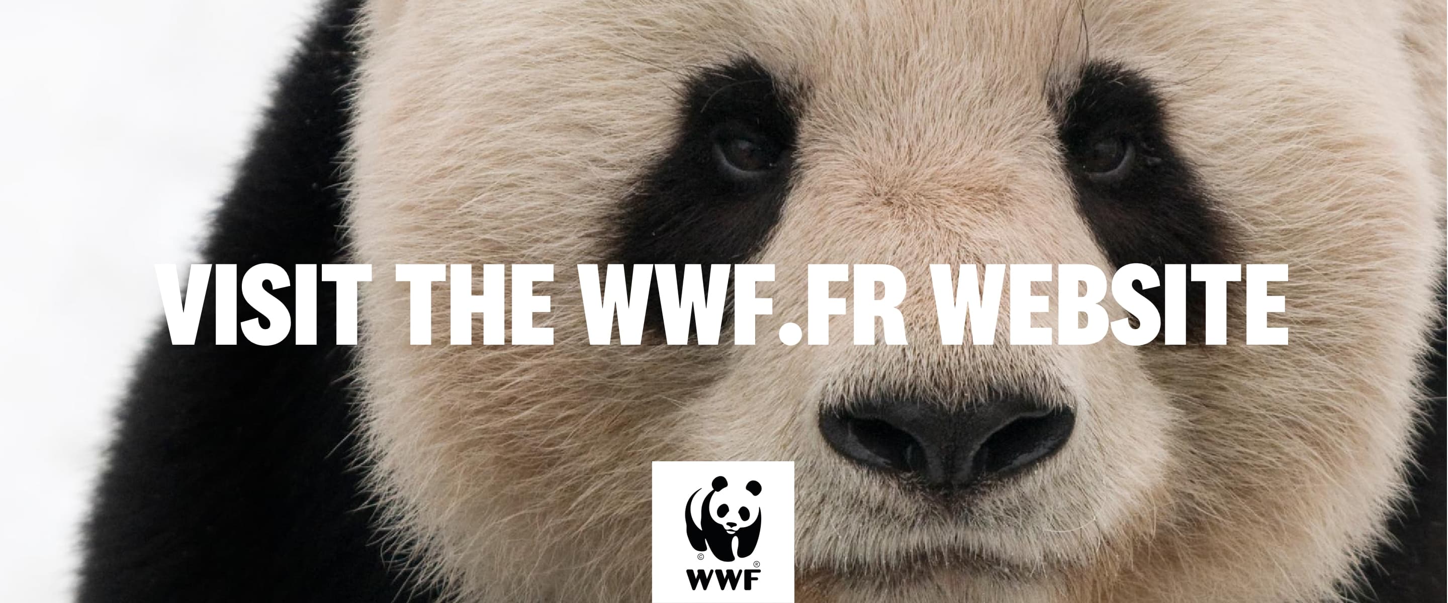 wwf en 5