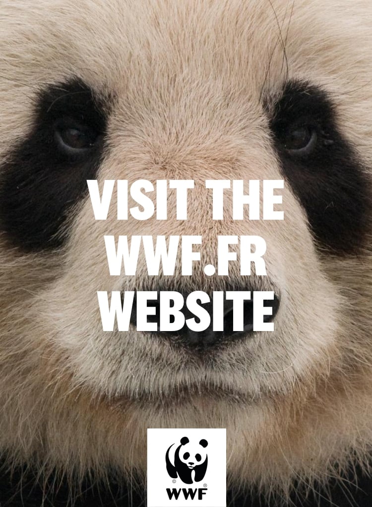 wwf en 5