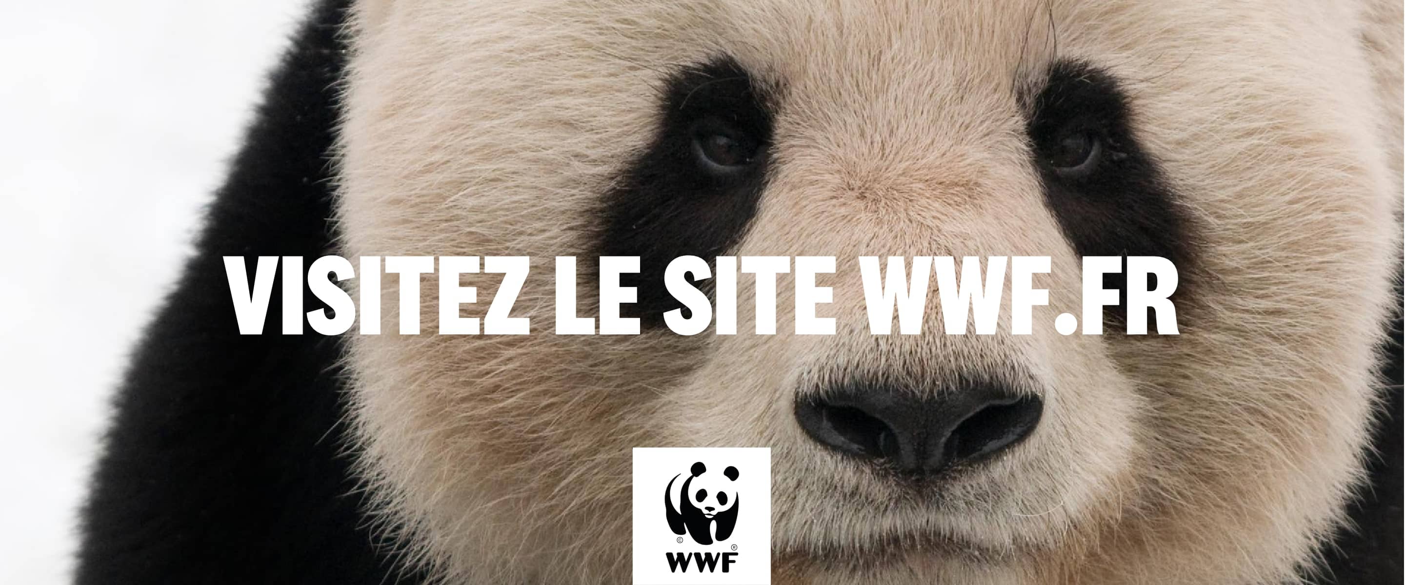 wwf fr 5