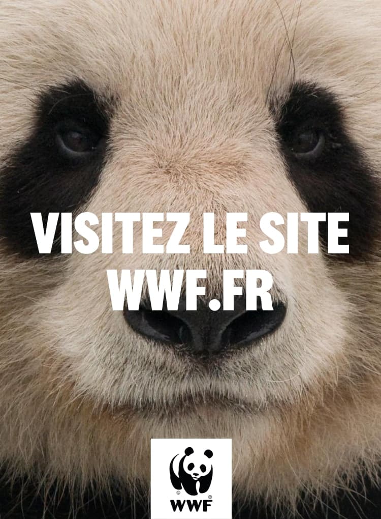 wwf fr 5